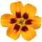 Kleberio Aufkleber Petunie gelb rot Sticker Autoaufkleber wasserfest Blumen Mülltonne Blumenwiese Dekoration selbstklebend Fensterbild Fliesenaufkleber für Kinder und Erwachsene 19 x 20 cm