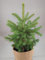 Real, Living Blue Spruce Christmas Tree 2-3ft (60-90cm) (Blue Spruce & Hessian Pot Cover)