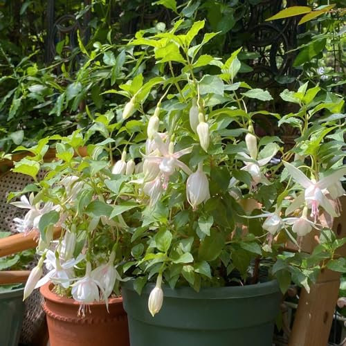 150 pcs fuchsien hängend samen, pflanzen samen indoor, pflanzen winterhart fuchsien baum - Fuchsia hybrida - blumenwiese, topfpflanzen echt blumensamen, garten winterharte blumen,
