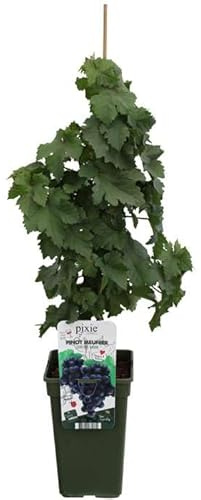 Vitis Pixie Pinot Noir - Zwerg-Weinrebe - Mini-Weinstock 50-70 cm inkl. Topf, robuste & pflegeleichte Balkon- und Gartenpflanze, winterhart, dekorativ, ideal für Terrasse, Kübel & kleine Gärten