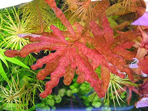 Ludwigia inclinataRed / Ludwigia Inclinata sp Crystal - Very Rare Plant- Live Aquarium Plant