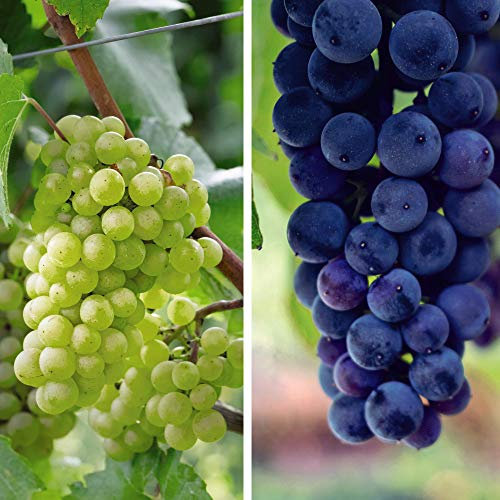 Grape Duo, Grape ‘Cabernet, Grape ‘Chardonnay’ Hardy Shrub Garden Plants Easy to Grow Your Own 2X 10.5cm Potted Plants by Thompson and Morgan