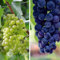 Grape Duo, Grape ‘Cabernet, Grape ‘Chardonnay’ Hardy Shrub Garden Plants Easy to Grow Your Own 2X 10.5cm Potted Plants by Thompson and Morgan