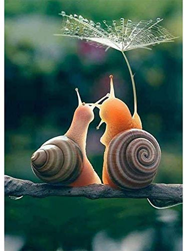 COLORIDO 1000 Teile Puzzle_Schnecke lieben Tier_für Erwachsene und Kinder ab_Puzzlespiel Spielzeug Geschenk_50x75cm