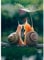 COLORIDO 1000 Teile Puzzle_Schnecke lieben Tier_für Erwachsene und Kinder ab_Puzzlespiel Spielzeug Geschenk_50x75cm