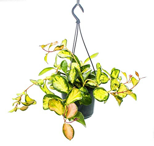 Exotenherz - Planta de interior para colgar - Hoya carnosa Lisa - Flor de porcelana de hojas de colores - Flor de cera - Semáforo de 14 cm.