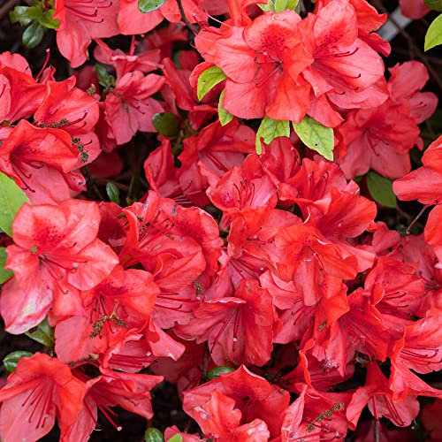 Azalea Geisha Red - Spring Flowering Outdoor Garden Shrub Potted - Evergreen Hardy Plant for Bedding, Borders, Containers, Pots (1 Litre Pot, 15-25cm)