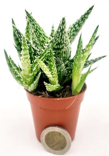 POWERS TO FLOWERS - ALOE SUGAR CRYSTAL, VASO 5,5CM DIAMETRO, IDEALE PER TERRARIUM, pianta vera