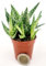 POWERS TO FLOWERS - ALOE SUGAR CRYSTAL, VASO 5,5CM DIAMETRO, IDEALE PER TERRARIUM, pianta vera