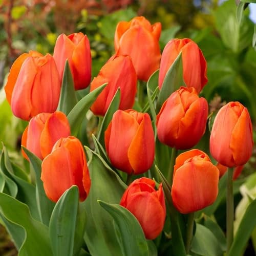 Bulbes de tulipes Single Orange Passion (25 pièces) tulipes orange exclusives de Hollande, résistantes au froid et vivaces pour le jardin, les pots, le balcon d'Amsterdam (gros bulbes)