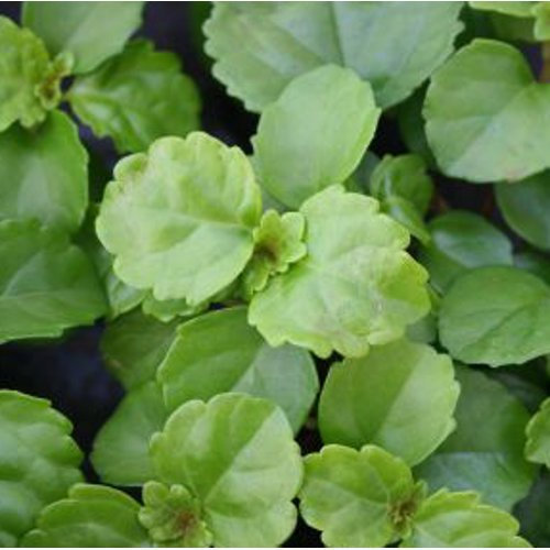 Planta del dinero - 1Ud. - Maceta de 25cm