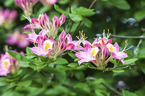 Rhododendron luteum 'Soir de Paris' 30-40 cm - Azalee, rosa Blüten, Blütezeit Mai-Juni, ideal für halbschattige Standorte, bienenfreundlich, winterhart