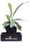 Pianta di Platycerium Lova pianta in pietra vulcanica pianta da interno pianta ornamentale pianta da arredo pianta di Platycerium con ciotola pianta vera venduta da eGarden.store