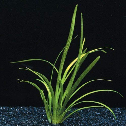 SAGITTARIA NATANS - 1 Ramo - Plantas Naturales para acuarios