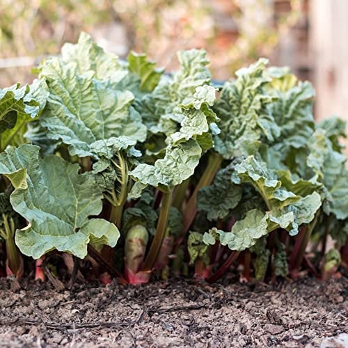rhabarber pflanzen samen,Rheum rhabarbarum,Rhabarbersamen zimmerpflanzen wenig lichtbedarf indoor garden kübelpflanzen winterhart mehrjährig kräutergarten balkon balkon beet herbs 300 Stück