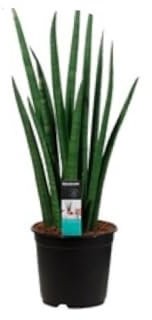 Sansevieria cylíndrica, Lengua de suegra, 30-35 cm. Planta natural de hojas cilíndricas, rígidas y verticales, resistente y fácil de cuidar. Segura Garden.