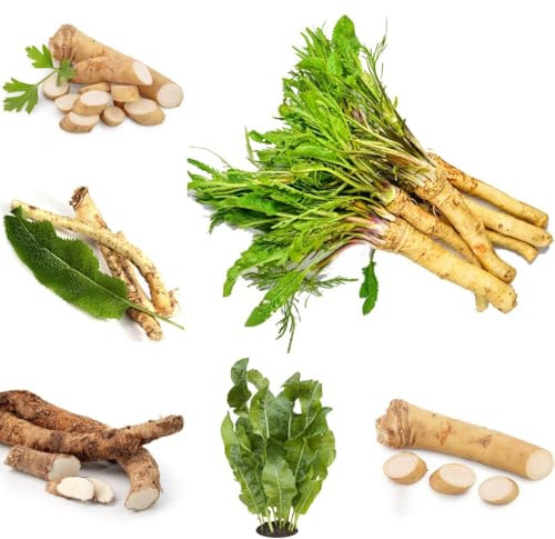 120 pcs Meerrettich Pflanzen Kaufen, gartenkräuter herbst dekoration, gartendeko für draußen Meerrettich Saatgut kräutergarten saatgut gemüse, gemüse frisch wildkräuter samen kleines