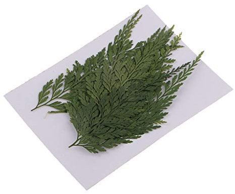 F Fityle 12er Pack 2 3 '' Echt Gepresste Getrocknete Blumen Farne Pflanzen Blätter DIY Materialien für Die Kartenherstellung Harzschmuck Schimmel Füller Scrapb