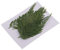 F Fityle 12er Pack 2 3 '' Echt Gepresste Getrocknete Blumen Farne Pflanzen Blätter DIY Materialien für Die Kartenherstellung Harzschmuck Schimmel Füller Scrapb