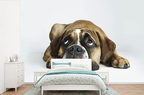 Selbstklebend Tapete Wandpapier Wandaufkleber Fototapete Tapeten Wanddeko 600x400 cm Hund - Haustiere - Weiß
