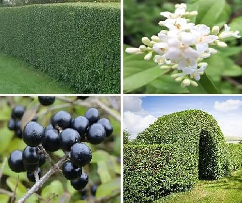 Privet Seeds | Ligustrum Vulgare | 50+ Seeds | Hedging | Wildlife