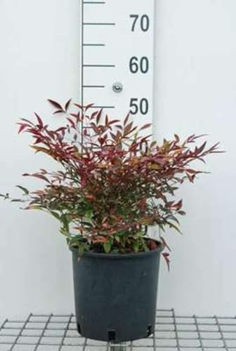 Nandina domestica - Bambou Sacré, Bambou Céleste, Nandine Domestique 40-50 cm en pot
