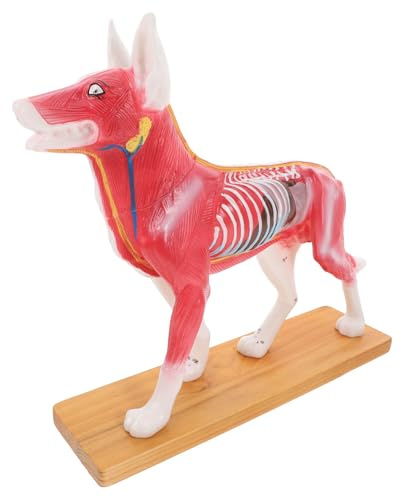 JOINPAYA Hunde und Akupunkturpunkte Akupunkturmodell mit Detailliertem Design aus Pvc als Lehrmittel für Veterinärunterricht und Studierende zur Hundeanatomie
