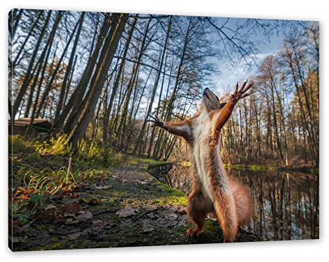 Pixxprint Lustiges Eichhörnchen Steht im Wald, Größe: 60x40cm, Leinwandbild, fertig gespannt, Wandbild, Dekoration, Kunstdruck, kein Poster