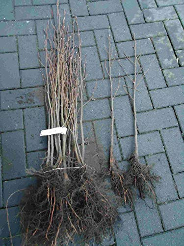 100st. Schwarz - Roterlen 50-80cm Alnus glutinosa Forstpflanzen Erlen Wurzelware Brennholz