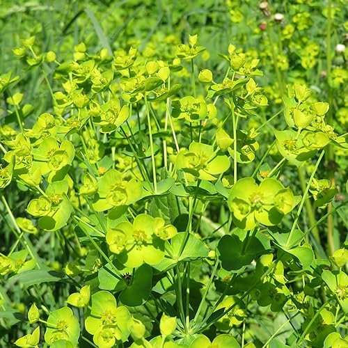 50 pcs wolfsmilch samen zimmerbonsai bonsai,Euphorbia characias,Wulfenii bonzai pflanzendeko dachbegrünung indoor plants luftreinigende zimmerpflanzen winterharte stauden geschenk garten büropflanzen