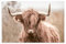 DESHVA Poster auf Leinwand, Motiv: Highland Rinder, Bauernhof, Schlafzimmer, Dekoration, Sport, Landschaft, Büro, Raumdekoration, Geschenk, ungerahmt, 30 x 45 cm