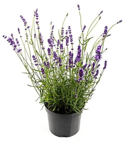 Lavandula o Lavanda Planta Natural Resistente