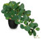 Hollyone Artificial Plants in Black Pots, Fake Peperomia Obtusifolia Decorative Faux Potted Plants, Realistic House Plant Indoor for Home, Bathroom, Living Room, Kitchen, Shelf, Office Decorations