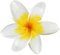 kleberio Selbstklebender Aufkleber Sticker Autoaufkleber wetterfest Blumen Mülltonne Blumenwiese Dekoration Fensterbild Fliesenaufkleber 10 x 11 cm - Gelbe Frangipani -