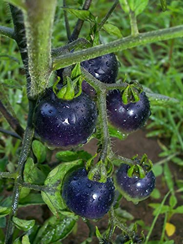 Indigo Rose Tomate 5+ samen - Seeds - Graines - BESONDERS und RARITäT! P 001