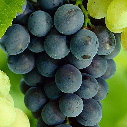 1 x Grape Vitis Plant Pinkdose Rare ' Boskoop Glory' - Ready to Plant in 9cm Pot - for UK Climates Grape Vine