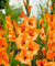 Kalash Neu 100pcs Gladiolen Blumensamen für die Gartenarbeit orange