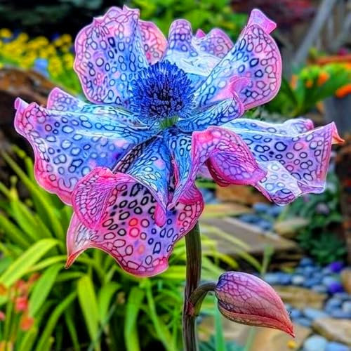 Duftende Deutsche Schwertlilie – Farbenfrohe, im Frühling und Sommer blühende Staude für Naturgärten-10zwiebeln-D