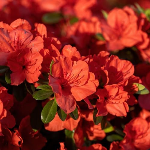 Thompson & Morgan Hardy Perennial Azalea ‘Geisha Orange’ Evergreen Flowering Dwarf Shrub, Potted Garden Plants Ideal for Cottage Gardens, Patio and Containers (1 x 9cm Pot)
