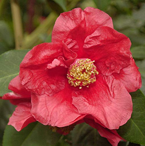 Kamelia 60-80cm - Camelia japonica - lebende Gartenpflanze aus den Baumschulen