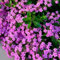 30 pcs Seifenkraut Pflanze Samen - Saponaria Officinalis, balkon blumen garten geschenk blumensamen winterharte kübelpflanzen gartenblumen bonsai samen wiesenblumen samen balkonpflanzen