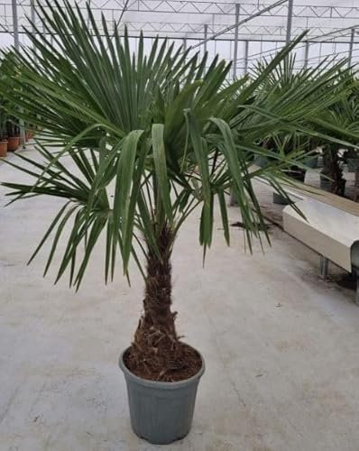 Trachycarpus fortunei XXL Hanfpalme, Winterhart, 160 cm, Für Außenbereich