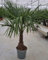 Trachycarpus fortunei XXL Hanfpalme, Winterhart, 160 cm, Für Außenbereich