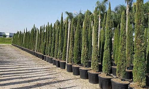 Italian Cypress/Mediterranean Cypress/Green Pencil (Cupressus Sempervirens Pyramidalis) - 80-100 cm / 2.6-3.3 ft