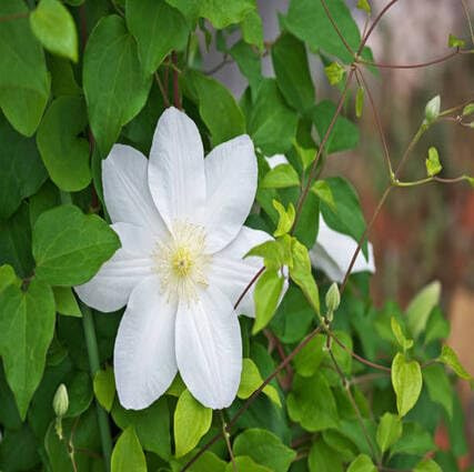 100 Stück frische neue weiße Clematis-Blumensamen