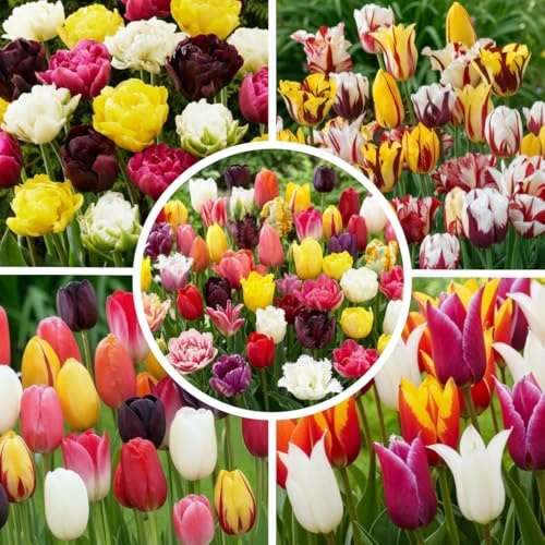 FLORIUM Tulpenzwiebeln aus Holland Wunderland Frühling – 50 Stück | 15 Sorten & Farben, große Blumenzwiebeln aus Holland, ideal für Garten, Balkon, Kübel und Schnittblumen.