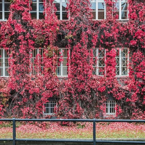 100 pcs Efeu Pflanze Samen Echt - Hedera nepalensis - Gartenpflanzen Winterhart Mehrjährig Efeu Samen Schnellwachsend Exotische Pflanzen Samen Balkonpflanzen Winterhart Mehrjährig