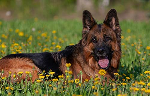 LHJOY gro?es Puzzle für Erwachsene 1000 Teile Hund Löwenzahn Deutscher Schäferhund