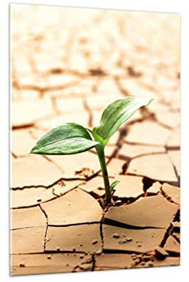 Bilder auf Glas Wüste Erde Umwelt Glasbild 50x70cm Wandbilder Dekoration Wohnzimmer Schlafzimmer Küche Deko Klein Wanddeko Bild im Glas Wand Kunstdruck Art Modern Wall Decor Glasdruck GPA50x70-2173