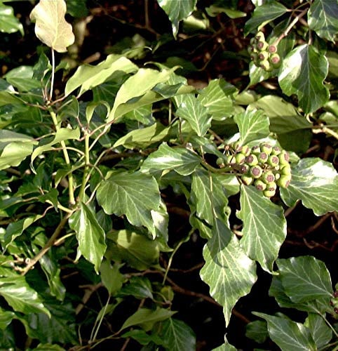 Strauch Efeu 25-30cm - Hedera helix Arborescens - lebende Gartenpflanze aus den Baumschulen